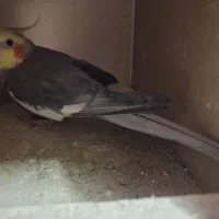 عروس جفت سیامون|پرنده|مشهد, شهید قربانی|دیوار