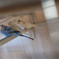 پرنده|پرنده|سراب, |دیوار