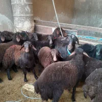 بره ماده هترو