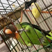 طوطی بریزیلی