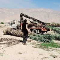 شهر کرد زیباتر با پالم نخل فنیکس تولید کننده رسمی|خدمات باغبانی و درختکاری|شهرکرد, |دیوار
