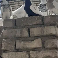 کبوتر|پرنده|مبارکه, |دیوار