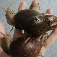 حلزون کلکسیونی