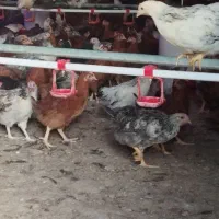 نیمچه سه ماهه