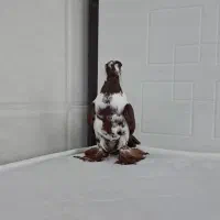 کبوتر ککیلی|پرنده|اردبیل, |دیوار