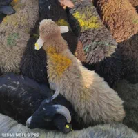 گوسفند  زنده  بره  نذری  عقیقه و مراسمات