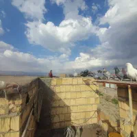 کبوتر بوم پرشی