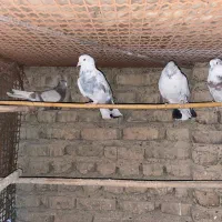 کبوتر  کفتر پرشی|پرنده|پاکدشت, خاتون آباد|دیوار