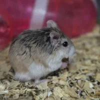 تخفیف ویژه روبروفسکی|موش و خرگوش|تهران, مینی‌سیتی (شهرک نفت)|دیوار