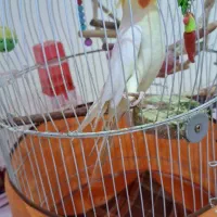 عروس هلندی سخنگو