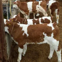 گوساله اصیل در انواع نژآد|حیوانات مزرعه|گنبد کاووس, |دیوار