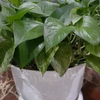 گل خانگی