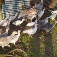 جوجه بوقلمون|حیوانات مزرعه|رودسر, |دیوار