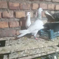 سار سرونج وسفید نر