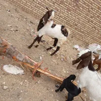 بزوبزغاله  درجه یک با بز نر|حیوانات مزرعه|باوله, |دیوار