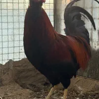 خروس گلین اصل چهل تاج