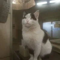 گمشده شمس آباد خیابان کاوه