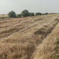 زمین کشاورزی ۲ هکتار بخش بستان|فروش زمین و ملک کلنگی|اهواز, امانیه|دیوار