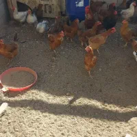 فروش مرغ محلی