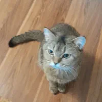 گربه بریتیش گلد