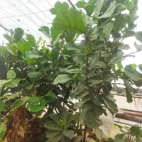 فروش گیاهان زینتی