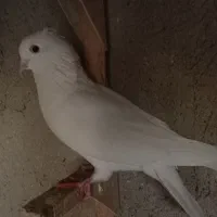 کبوتر|پرنده|شیراز, آزادگان|دیوار