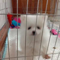 فروش سگ|سگ|شاهینشهر, گزبرخوار|دیوار