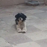 سگ شیتزو|سگ|حمیدیا, |دیوار