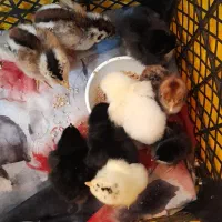 جوجه غاز|حیوانات مزرعه|سنگر, |دیوار