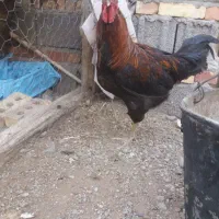 خروس