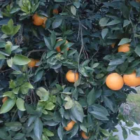 تامسون درجه یک فله|خوردنی و آشامیدنی|عباس‌آباد, |دیوار