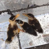 جوجه اردک و جوجه رسمی
