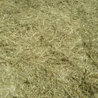 گیاه