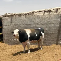گوساله نر