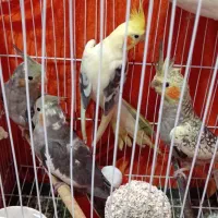 طوطی عروس های سالم سرحال بازیگوش