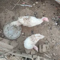 فروش بوقلمون|حیوانات مزرعه|شبانکاره, |دیوار