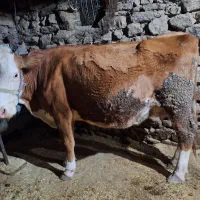 گاو گوساله سیمینتال قرمز