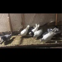 ۱۰ تا کفتر رنگه و المانی صید قلدور