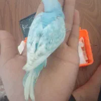 مرغ عشق
