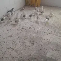 کبوتر های صاف رنگی ناب|پرنده|ابهر, |دیوار