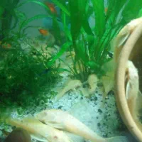 ماهی پلاتی لجن خار  میگوردچری حلزون کلیر|ماهی|ارومیه, |دیوار