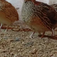 بلدرچین تخم گذار
