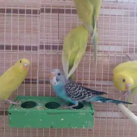 پرنده|پرنده|تربت جام, نظامی|دیوار