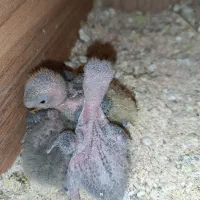 طوطی برزیلی مولد|پرنده|پاکدشت, پاکدشت (مامازند)|دیوار