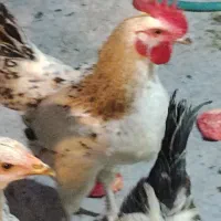 خروس 5ماهه|حیوانات مزرعه|تهران, جیحون|دیوار