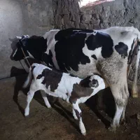 گاو