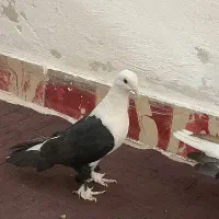 گمشده کفتر|حیوانات|قم, وادی السلام|دیوار