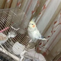 عروس هلندی ماده|پرنده|تهران, منیریه|دیوار