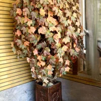 درخت تزئینی پاییزه