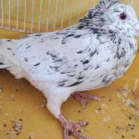 کبوتر هفت رنگ